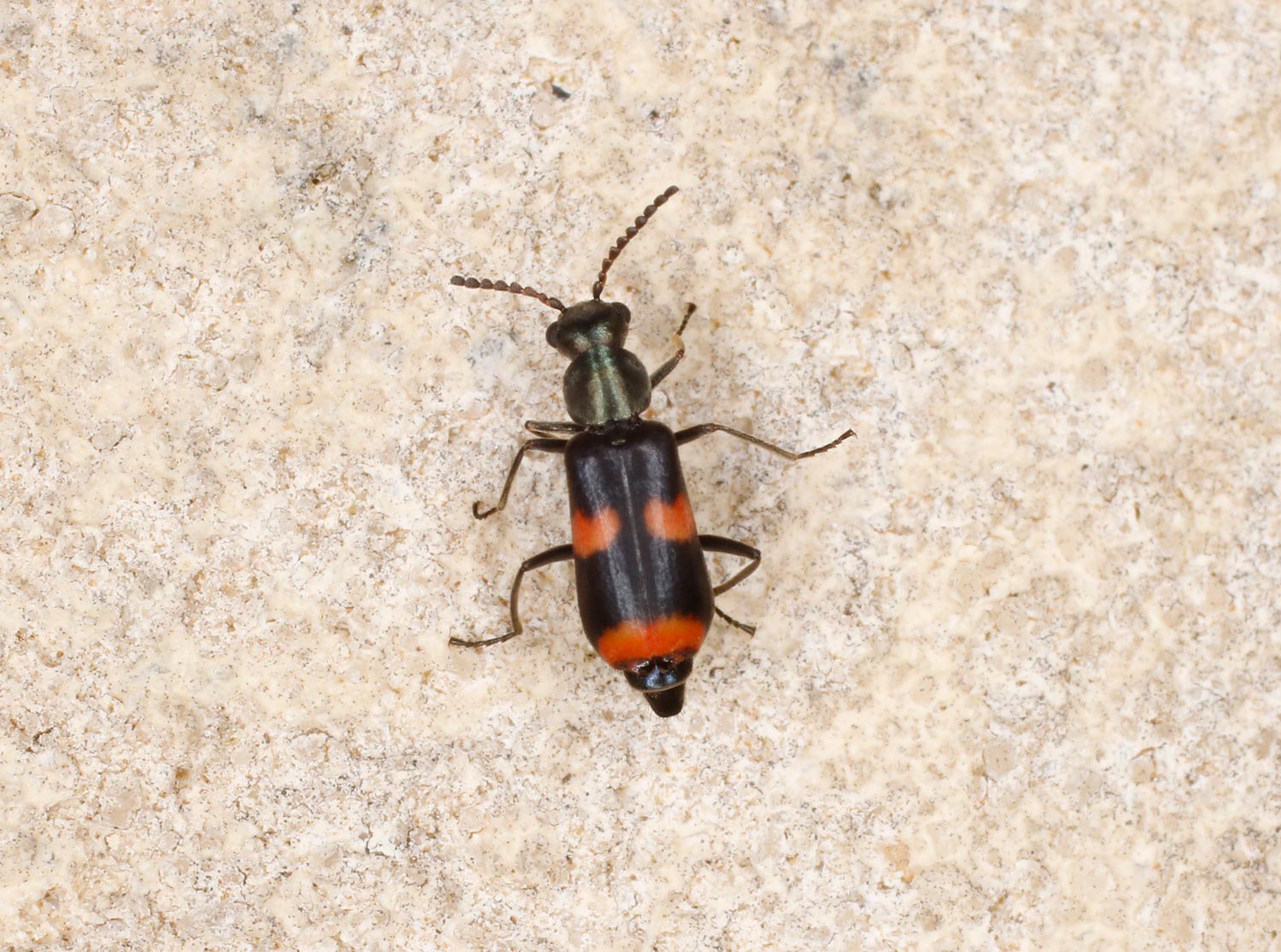 Malachiidae: Anthocomus fasciatus?  S, maschio